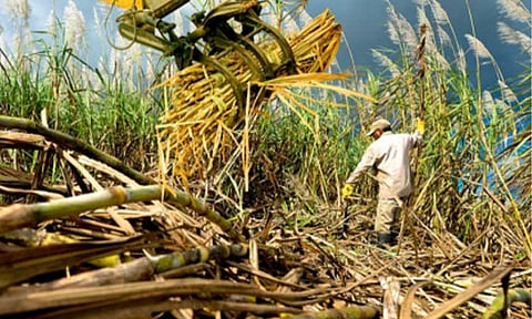 SUGAR PRODUCTION. A sugarcane farmer harvests in a local farm in this undated photo. Another resolution seeking a Senate inquiry into the state of the Philippine sugar industry has been filed on Wednesday (Feb. 11, 2026). (Photo courtesy of Landbank of the Philippines)