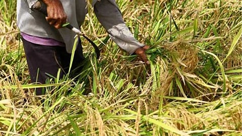 Palay prices rebound after rice import halt