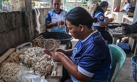 Freshly gathered shells undergo a careful three-day process of cleaning, drying and preparation, transforming them into production-ready materials shaped by patience, precision and pride. /