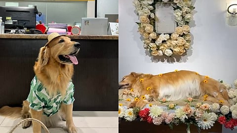 Cebu’s beloved pet influencer Butter has crossed the rainbow bridge, his fur parents shared on social media on March 6, 2026.