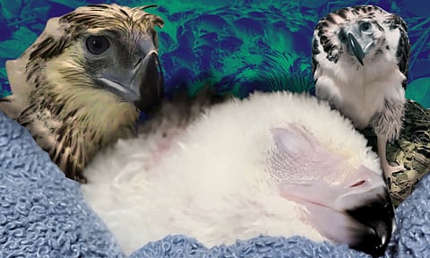 The Philippine Eagle Foundation has announced the arrival of its newest Philippine Eagle chick, bringing renewed hope to the country’s iconic raptor conservation efforts. The chick, designated as number 32, has been given the meaningful name "Bayani" is chosen by its adopter Nico Herth, Owner and CEO of Procon Grumbach.