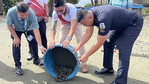 Over 4,300 Olive Ridley hatchlings released in Zamboanga del Norte