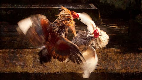 Cockfighting