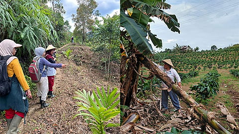 How bananas are fueling innovation, empowerment in Southeast Asia