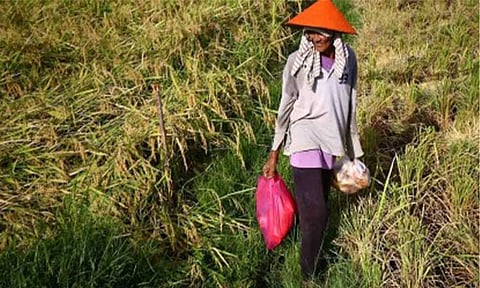 RICE OUTPUT. Farmers work in a rice field in Barangay Hubangon, Mahinog, Camiguin on May 1, 2024. The Department of Agriculture (DA) on Friday (April 24, 2026) said it is bracing for the impact of the looming El Niño phenomenon on rice production. (PNA file photo by Joan Bondoc)