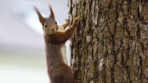 Non-native squirrels found in Manila, DENR notes