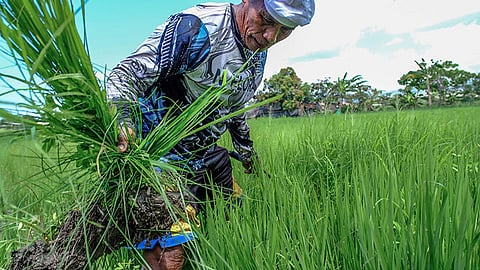 Senior farmer in Talisay relies on springs for crops
