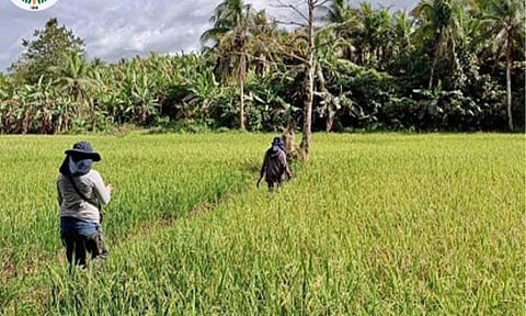 (File photo courtesy of DA Eastern Visayas)