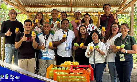 The Island Garden City of Samal (Igacos) intensified its push to bring its mangoes to Japan after agriculture leaders met with local officials and farmers during a visit to the ADMWL Sto. Niño Samal Farmers Association.