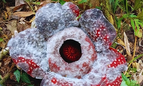 Rare Rafflesia mira cluster found in Davao Oriental