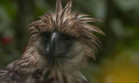 The Philippine Eagle Foundation (PEF) said it has put safeguards in place to protect Philippine eagles from the effects of the El Niño phenomenon.
