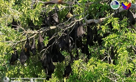 DENR-CENRO Midsayap documents one of Mindanao's largest fruit bat colonies in Banisilan, Cotabato, highlighting a major win for biodiversity.