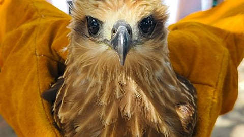 DENR retrieve 2 wildlife species in Zamboanga del Norte
