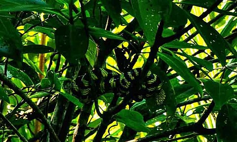 The Department of Environment and Natural Resources in Davao Region reported the sighting of a Mindanao mangrove snake inside the Baganga Mangrove Swamp Forest Reserve.