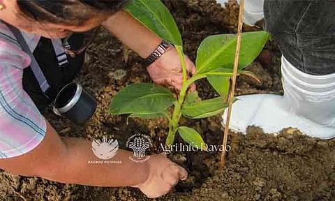 The Department of Agriculture-Davao Region has launched a research initiative in Davao del Norte to help combat Fusarium wilt, one of the most destructive diseases affecting the banana industry in Mindanao.