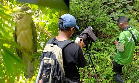 One year after its translocation, Philippine Eagle Lakpue was spotted at an altitude of about 288.9 meters MSL, perching on a Hagimit tree near the Pangalaw-an River in Barangay Mahagnao, Burauen, Leyte.
