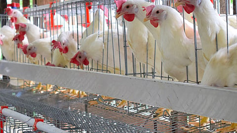 Poultry