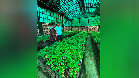 40,000 native tree seedlings arrive to boost urban greening projects