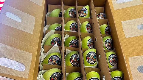 DTI: PH fresh mangoes officially enter the Canadian market