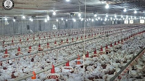 Asturias halts 3rd poultry farm amid rising fly infestation concerns