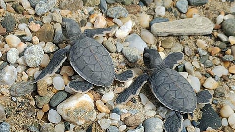 94 green sea turtle hatchlings released in Zamboanga del Norte
