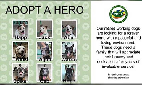 LOYAL PARTNERS. The nine dogs that are up for adoption after serving the Philippine Drug Enforcement Agency (PDEA) for years. PDEA Director General Undersecretary Isagani Nerez on Thursday (June 18, 2026) said the retirement of the nine Narcotic Detection Dogs (NDDs) is part of the agency’s commitment to ensuring their welfare and dignity after years of public service. (Photo courtesy of PDEA)