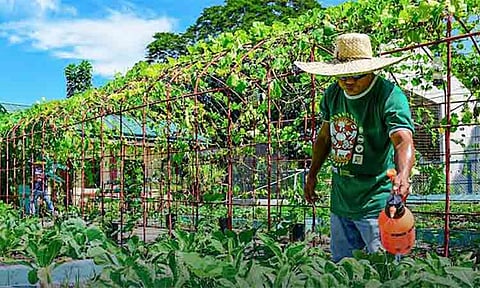 Davao City promotes urban gardening to cut food costs
