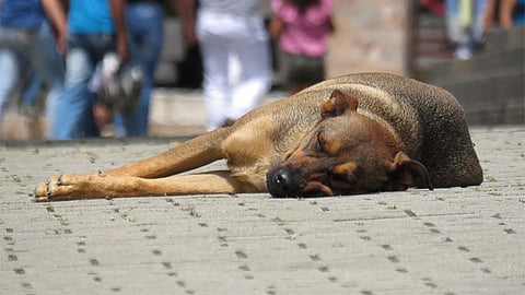 Cebu City police ready to receive animal abuse complaints
