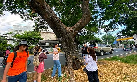 Group starts inventory
of CSF roadside trees