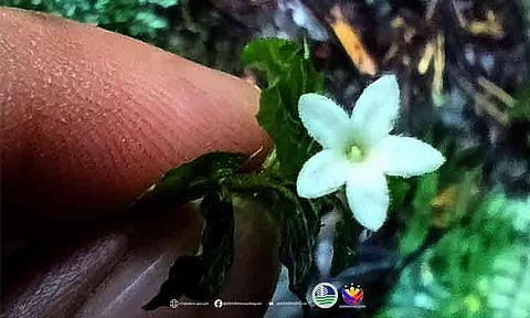 REDISCOVERY OF OPHIORRHIZA BIFLORA. A close-up photograph capturing the distinct five-petaled flower of the rare endemic plant species, successfully documented alive for the first time in 122 years within the Mount Apo Natural Park by researchers from the Department of Environment and Natural Resources (DENR) Region 11.