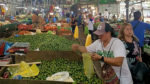 MARKET SAVINGS. A consumer selects calamansi at the vegetable section of Bankerohan Public Market in Davao City as prices of most vegetables declined this week due to increased supply from farms and suppliers, according to vendors.