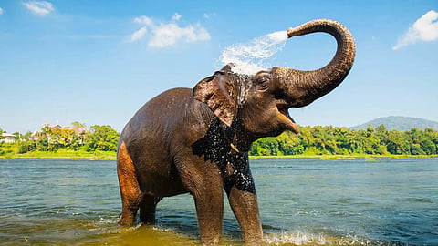 Indonesia phases out elephant rides for non-contact tourism