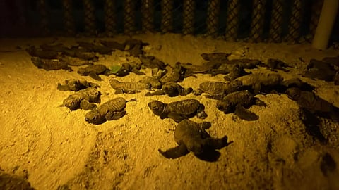 183 ka mga bag-ong pusa nga pawikan gibuhian sa dagat
