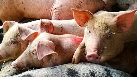 Pagsulod sa baboy sa Sugbo, gusto’ng idili