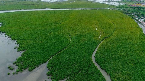 Iloilo City mangroves