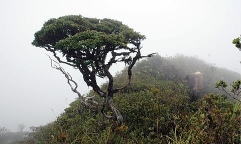 The bonsai forest of Mount Hamiguitan Range Wildlife Sanctuary is seen shrouded in heavy mist. Known for its naturally stunted pygmy trees growing in nutrient-poor ultramafic soil, the sanctuary was declared a UNESCO World Heritage Site in 2014 for its exceptional biodiversity and high level of endemism.