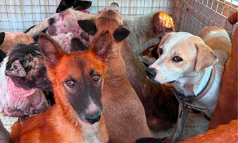 Davao CVO urges dog owners to claim pets before euthanasia sked