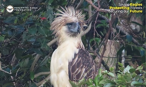 Translocated male Philippine Eagle "Lakpue" is receiving medical treatment in Davao City after losing a talon in a domestic dog attack in Burauen, Leyte.