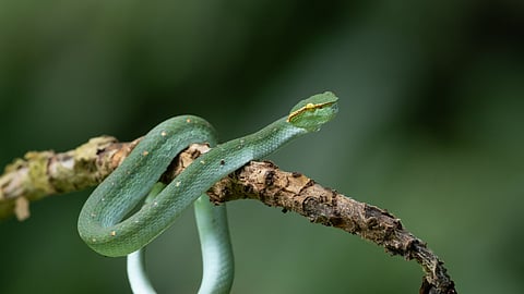 How to repond if you spot a snake in public
