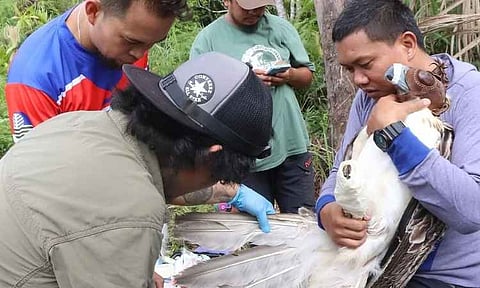 Field handlers and veterinarians from the Philippine Eagle Foundation (PEF) conduct a medical assessment and wing examination on a rescued Philippine Eagle (Pithecophaga jefferyi). The critically endangered raptor is fitted with a specialized leather hood to lower its stress levels and ensure safe handling during the first-aid procedure in the field.