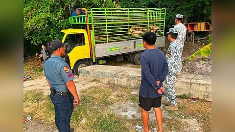 125 ka baboy gipalusot, gikompiska