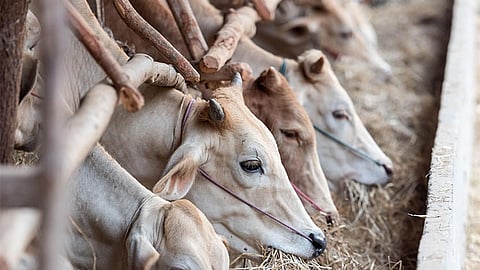 Livestock