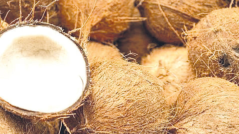 DTI pushes high-value coconut products as exports surge