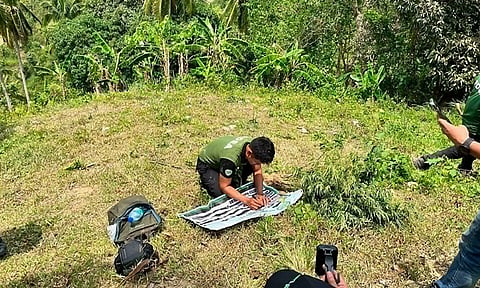 Plantasyon sa marijuana sa Toledo City gironda, tag-iya nakasibat