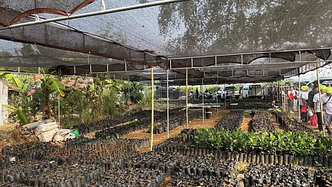 1 million trees eyed for Cebu watersheds, coastal areas