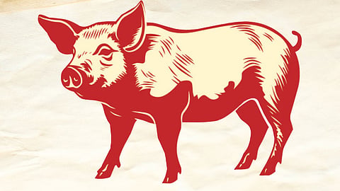 Why Cebu buys its pigs for lechon in Negros