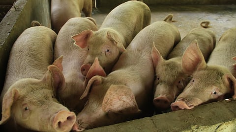 Mga baboy sa Ginatilana ‘nagpositibo’ sa ASF