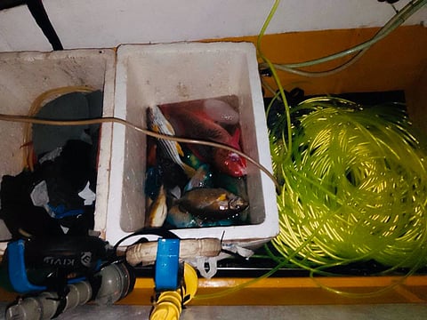 ZAMBOANGA. Authorities arrest nine people for alleged cyanide fishing in a law enforcement operation on Sunday, September 27, in the coastal waters of Capual village, Omar, Sulu.
