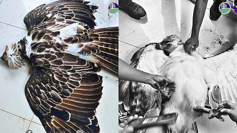 DENR probes death of Philippine Eagle in Misamis Oriental