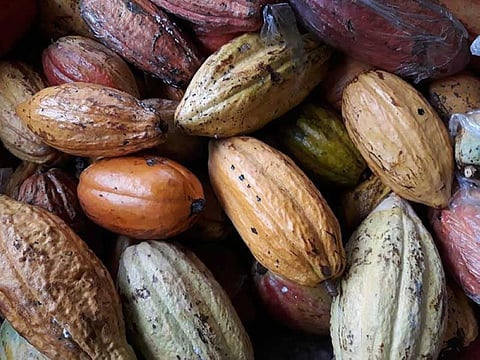 CACAO TALK. Cacao Konek, a cacao and chocolate conference, will put centerstage the Davao cacao industry.
